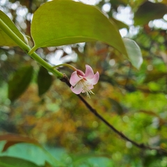 Cratoxylum maingayi