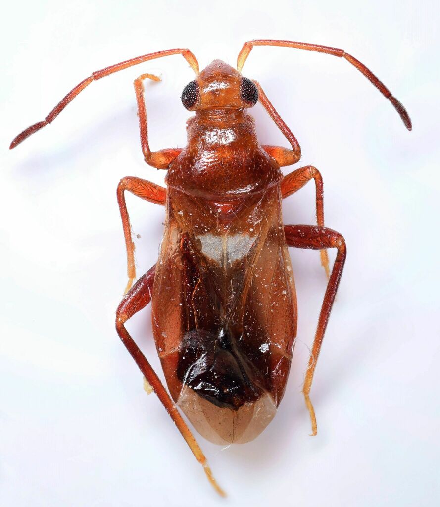 Glaphyrocoris