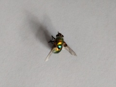 Chrysorutilia