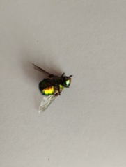 Chrysorutilia
