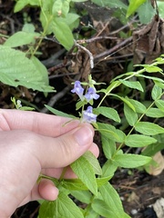 Scutellaria galericulata