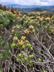 Linochilus rosmarinifolius