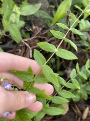 Scutellaria galericulata