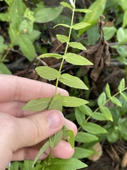 Scutellaria galericulata