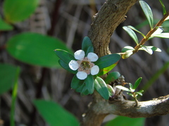 Leptospermum javanicum