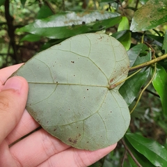 Cyclea laxiflora