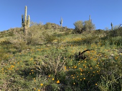 Cylindropuntia acanthocarpa