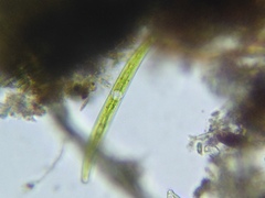 Closterium acerosum