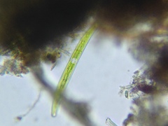 Closterium acerosum