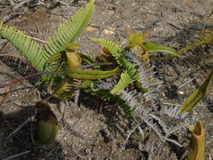 Nepenthes tobaica