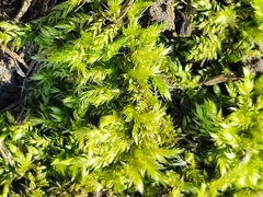 Brachythecium rutabulum