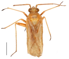 Paravoruchia dentata