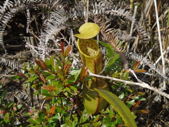 Nepenthes tobaica