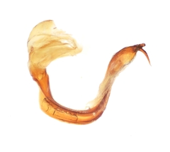 Paravoruchia dentata