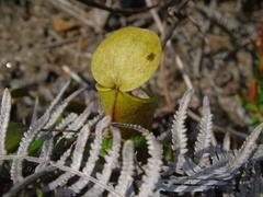 Nepenthes tobaica