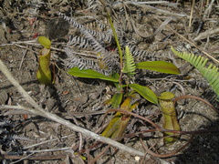 Nepenthes tobaica