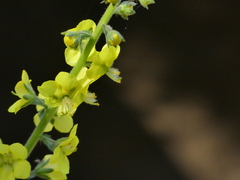 Verbascum coromandelianum