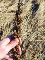 Oenothera rubricaulis