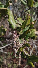 Garrya elliptica