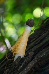 Phallus luteus