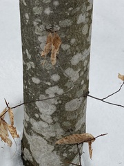 Cryptococcus fagisuga