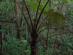 Sphaeropteris