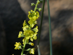 Verbascum coromandelianum