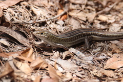 Ctenotus robustus