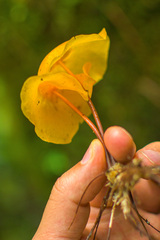 Hymenogloea papyracea