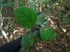 Lonicera pulcherrima