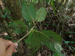 Lonicera pulcherrima
