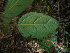 Lonicera pulcherrima