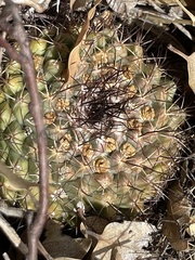 Mammillaria petrophila