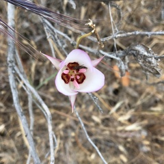 Calochortus catalinae