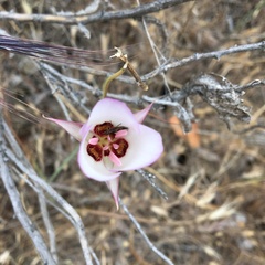 Calochortus catalinae