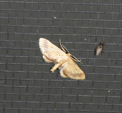 Idaea trypheropa