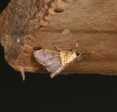 Agrotera longitabulata