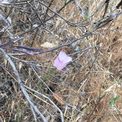Calochortus catalinae