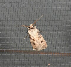 Agrotis interjectionis
