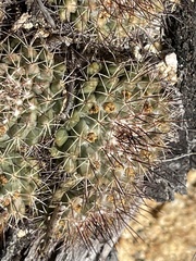 Mammillaria petrophila