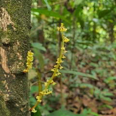Baccaurea parviflora