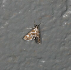 Anydraula pericompsa
