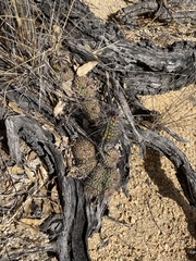 Mammillaria petrophila