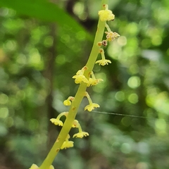 Baccaurea parviflora