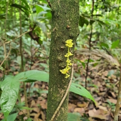 Baccaurea parviflora