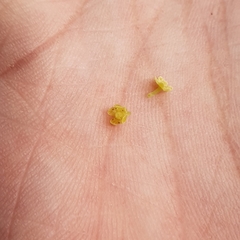 Baccaurea parviflora