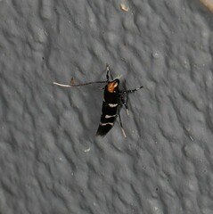 Macrobathra leucopeda