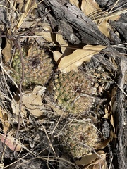 Mammillaria petrophila