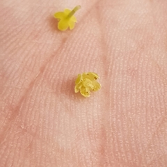 Baccaurea parviflora