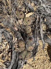 Mammillaria petrophila